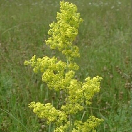 Galium verum P9 BIO - afbeelding 1