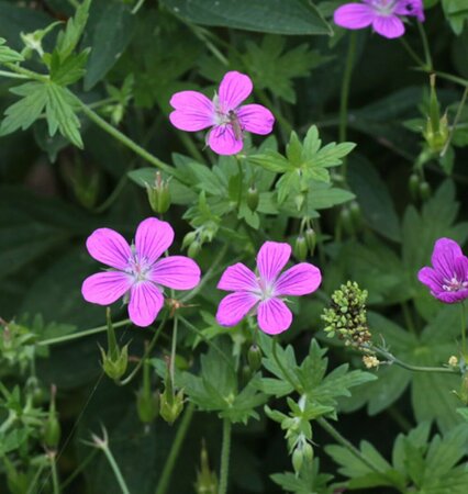 Geranium palustre P9 BIO - afbeelding 2