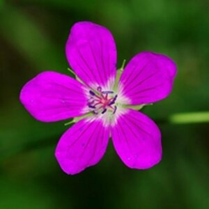 Geranium palustre P9 BIO - afbeelding 3