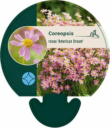 Coreopsis rosea 'American Dream' C2 - afbeelding 5