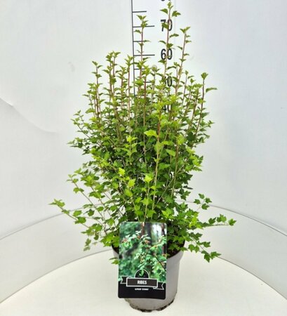 Ribes alpinum 'Schmidt' 125/150 C. - afbeelding 2