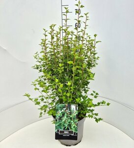 Ribes alpinum 'Schmidt' 125/150 C. - afbeelding 2