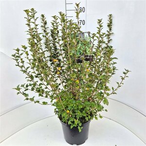 Ribes alpinum 'Schmidt' 125/150 C. - afbeelding 10