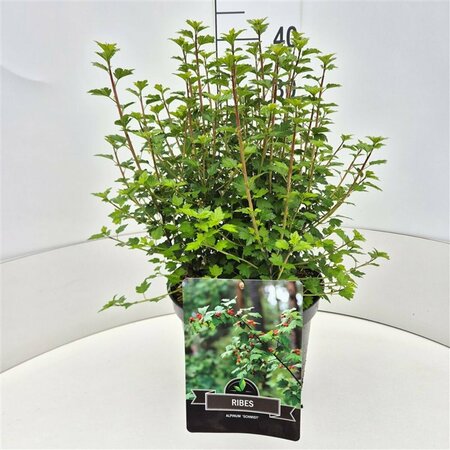 Ribes alpinum 'Schmidt' 125/150 C. - afbeelding 6