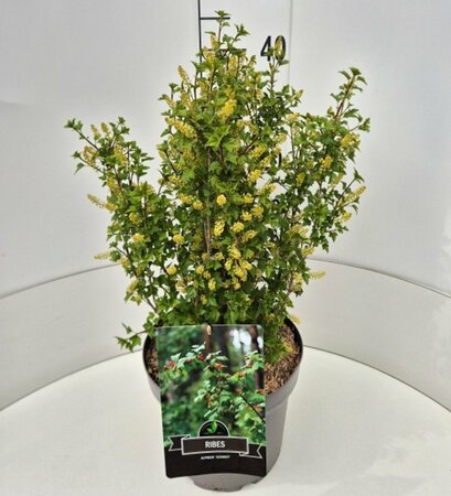 Ribes alpinum 'Schmidt' 125/150 C. - afbeelding 5