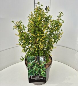 Ribes alpinum 'Schmidt' 125/150 C. - afbeelding 5