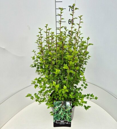 Ribes alpinum 'Schmidt' 125/150 C. - afbeelding 3