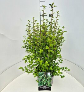 Ribes alpinum 'Schmidt' 125/150 C. - afbeelding 3
