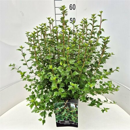 Ribes alpinum 'Schmidt' 125/150 C. - afbeelding 4