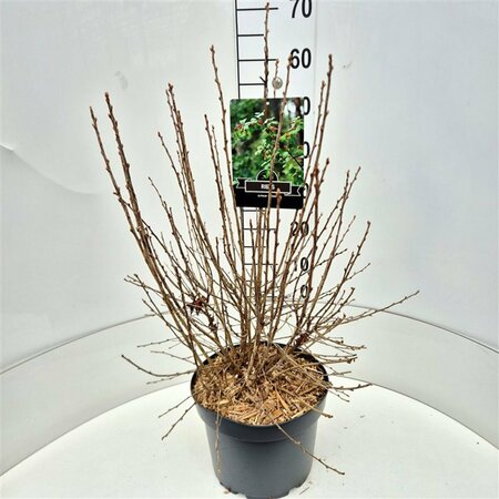 Ribes alpinum 'Schmidt' 125/150 C. - afbeelding 8