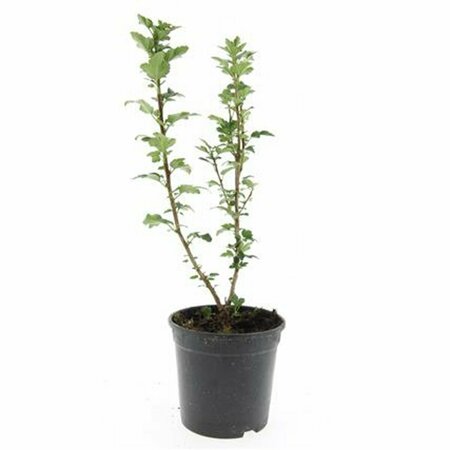 Ribes alpinum 'Schmidt' 125/150 C. - afbeelding 3