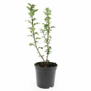 Ribes alpinum 'Schmidt' 125/150 C. - afbeelding 3