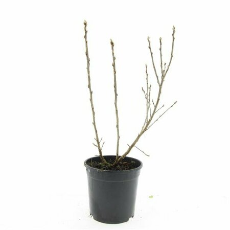 Ribes alpinum 'Schmidt' 125/150 C. - afbeelding 2