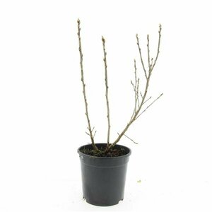 Ribes alpinum 'Schmidt' 125/150 C. - afbeelding 2