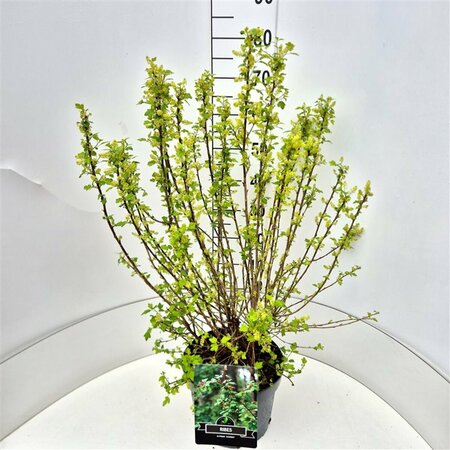 Ribes alpinum 'Schmidt' 125/150 C. - afbeelding 7