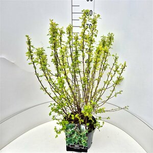 Ribes alpinum 'Schmidt' 125/150 C. - afbeelding 7