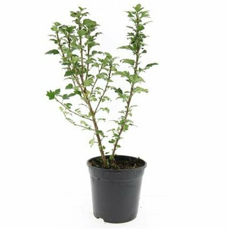 Ribes alpinum 'Schmidt' 125/150 C. - afbeelding 11