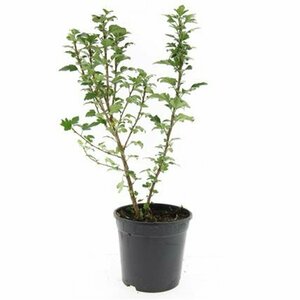 Ribes alpinum 'Schmidt' 125/150 C. - afbeelding 11