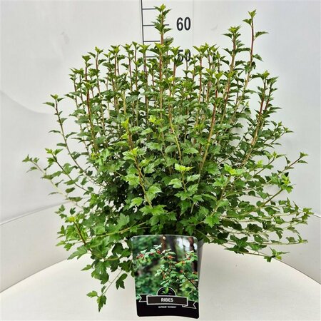 Ribes alpinum 'Schmidt' 125/150 C. - afbeelding 5