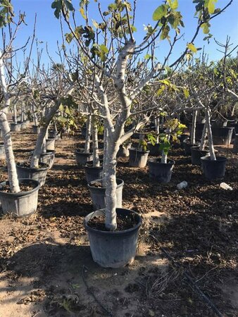 Ficus carica ST. 60 C. - afbeelding 4