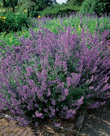 Nepeta f. 'Walker's Low' P9 - afbeelding 9