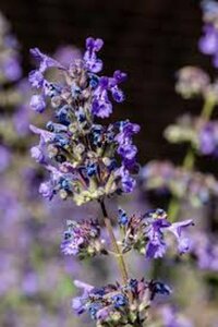 Nepeta f. 'Walker's Low' P9 - afbeelding 8