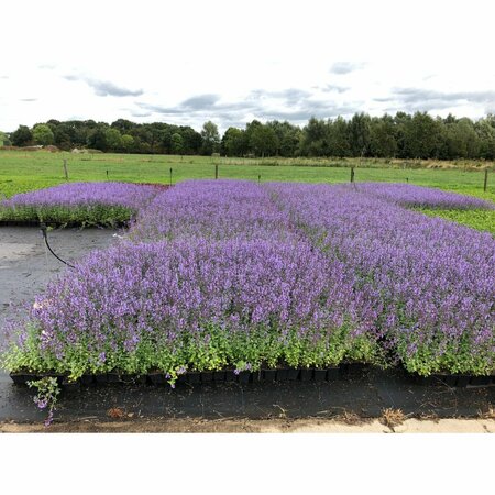 Nepeta f. 'Walker's Low' P9 - afbeelding 5