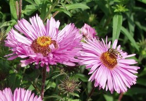 Aster novae-angliae 'Barr's Pink' P9 - afbeelding 2