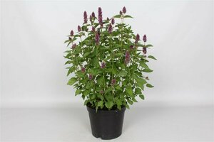 Agastache 'Beelicious Purple' P9 - afbeelding 2