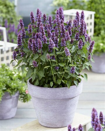 Agastache 'Beelicious Purple' P9 - afbeelding 1