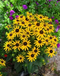 Rudbeckia fulgida 'Little Goldstar' C4 - afbeelding 2
