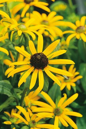Rudbeckia fulgida 'Little Goldstar' C4 - afbeelding 5