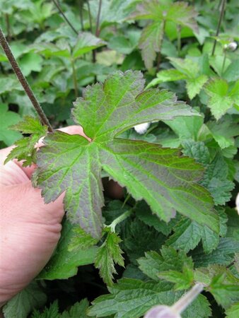Anemone tomentosa 'Robustissima' C1.5 - afbeelding 10