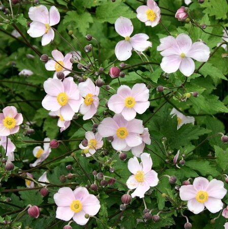 Anemone tomentosa 'Robustissima' C1.5 - afbeelding 4