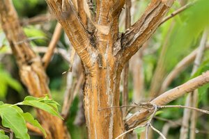 Heptacodium miconioides 200/225 C. Solitair - afbeelding 3