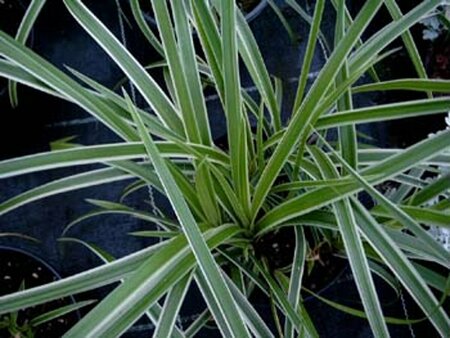 Carex morrowii 'Goldband' P11 - afbeelding 1