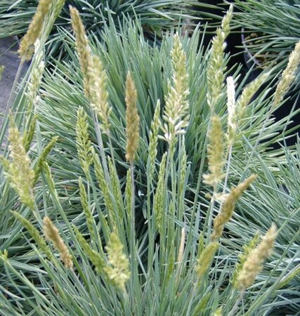 Koeleria glauca C2 - afbeelding 2