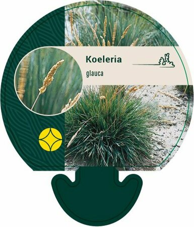 Koeleria glauca C2 - afbeelding 1