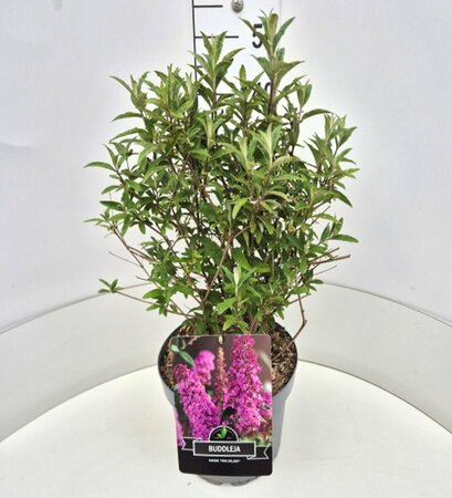 Buddleja davidii 'Pink Delight' C3 - afbeelding 5
