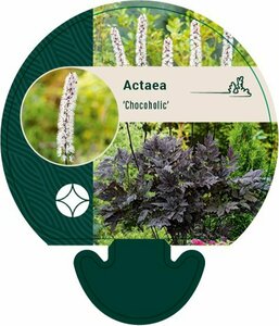 Actaea ramosa 'Chocoholic' P11