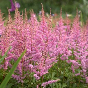 Astilbe arendsii 'Amethyst' P9