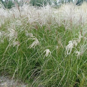 Miscanthus sinensis 'Gracillimus' C10 - afbeelding 4
