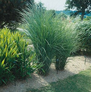 Miscanthus sinensis 'Gracillimus' C10 - afbeelding 5