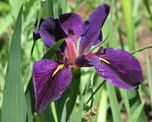 Iris (L) 'Black Gamecock' P9