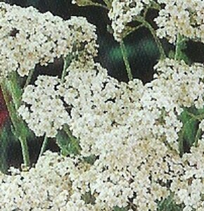 Achillea millefolium 'White Beauty' P9
