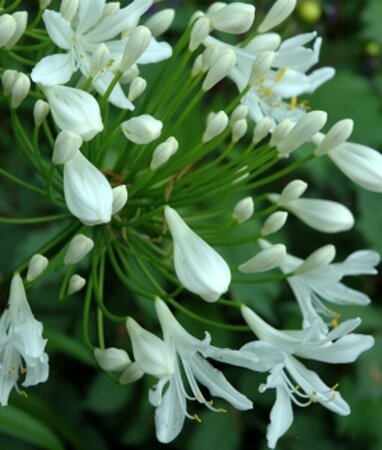 Agapanthus 'Polar Ice' C5