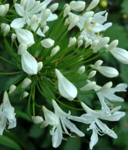 Agapanthus 'Polar Ice' C5