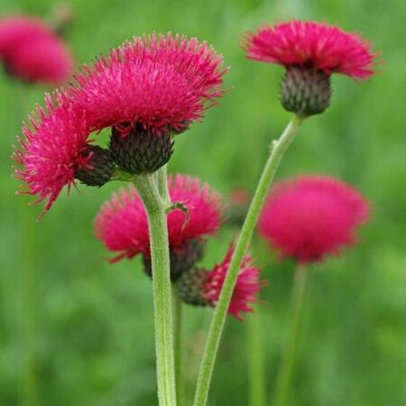 Cirsium rivulare 'Atropurpureum' C2 - afbeelding 5