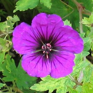 Geranium 'Anne Thomson' C2 - afbeelding 4