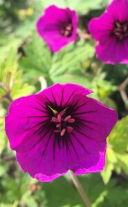 Geranium 'Anne Thomson' C2 - afbeelding 5